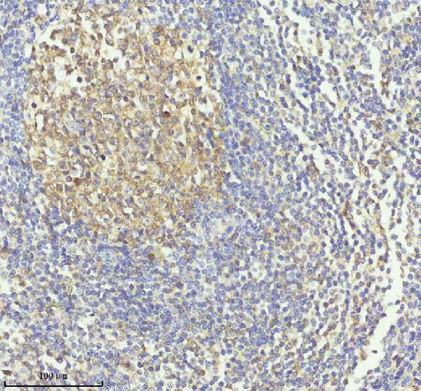  IHC analysis of CASP3 using anti-CASP3 antibody (M00334-5)