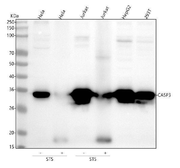  Western blot analysis of Caspase-3 using anti-Caspase-3 antibody (M00334-5)