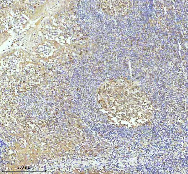  IHC analysis of Caspase 3 using anti-Caspase 3 antibody (M00334-9)