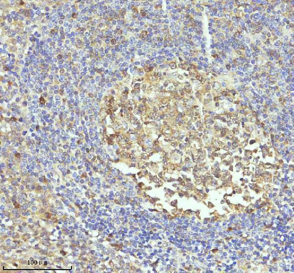  IHC analysis of Caspase 3 using anti-Caspase 3 antibody (M00334-9)