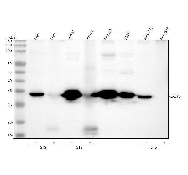  Western blot analysis of Caspase 3 using anti-Caspase 3 antibody (M00334-9)