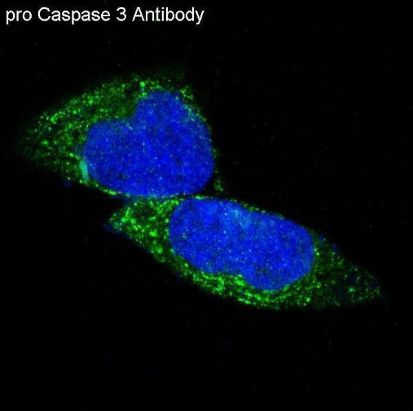 Immunofluorescent analysis of A673 cells, using pro Caspase 3 Antibody
