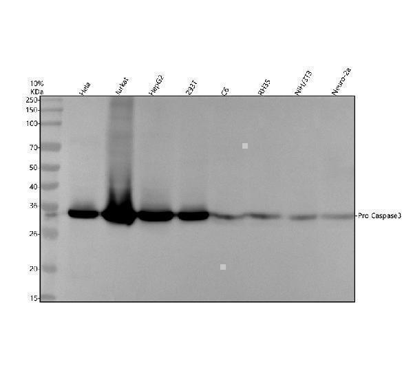 Western blot analysis of Pro Caspase 3 using anti-Pro Caspase 3 antibody (M00334)