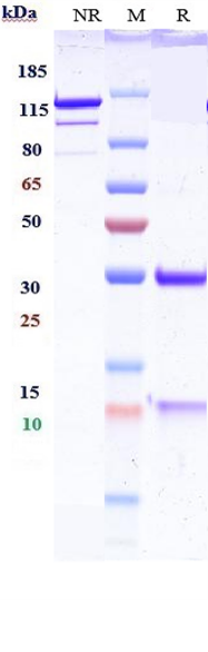 Anti-IGF-2 Reference Antibody (DX-2647) on SDS-PAGE under reducing (R) condition