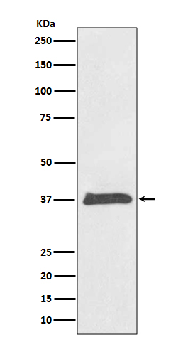 Western blot analysis of BMP2 expression in HeLa cell lysate