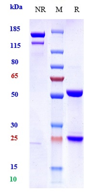 Anti-NGF/bNGF Reference Antibody (Frunevetmab) on SDS-PAGE under reducing (R) condition