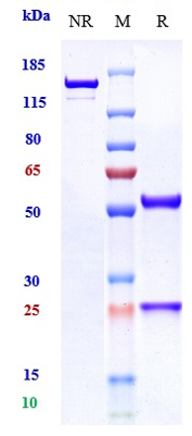 Anti-NGF/bNGF Reference Antibody (fasinumab) on SDS-PAGE under reducing (R) condition