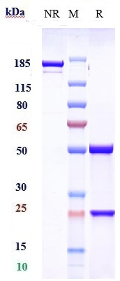 Anti-NGF/bNGF Reference Antibody (MEDI-578) on SDS-PAGE under reducing (R) condition