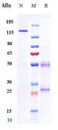 Anti-NGF/bNGF Reference Antibody (fulranumab) on SDS-PAGE under reducing (R) condition