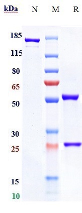 Anti-NGF/bNGF Reference Antibody (AS2886401-00) on SDS-PAGE under reducing (R) condition
