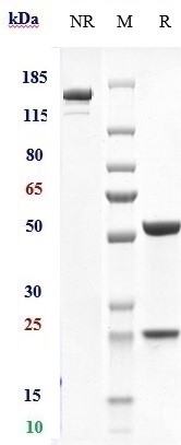 Anti-NGF/bNGF Reference Antibody (Izenivetmab) on SDS-PAGE under reducing (R) condition