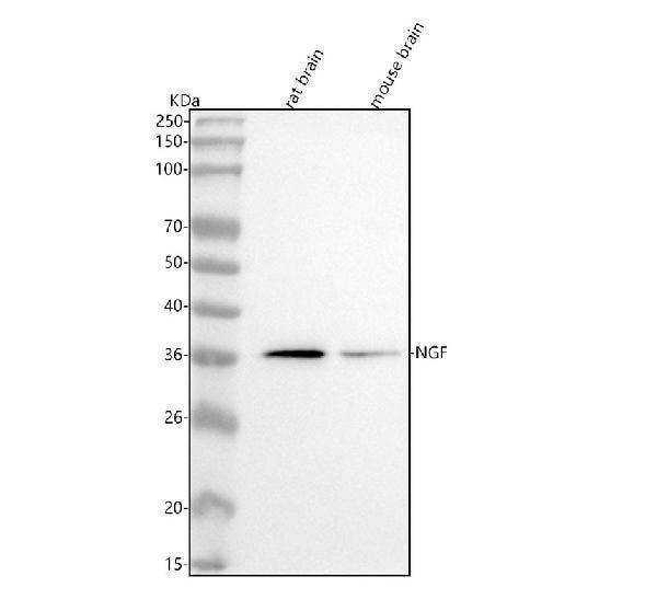  Western blot analysis of NGF using anti-NGF antibody (M00341)