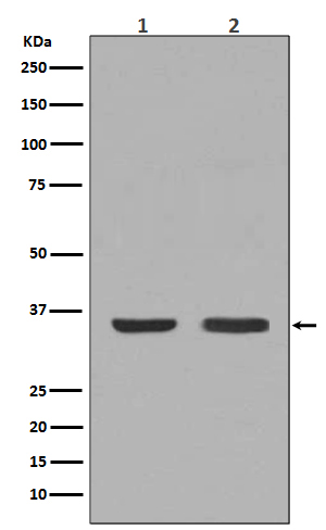 Western blot analysis of NGF expression in (1)Mouse thyroid lysate;(2) HeLa cell lysate