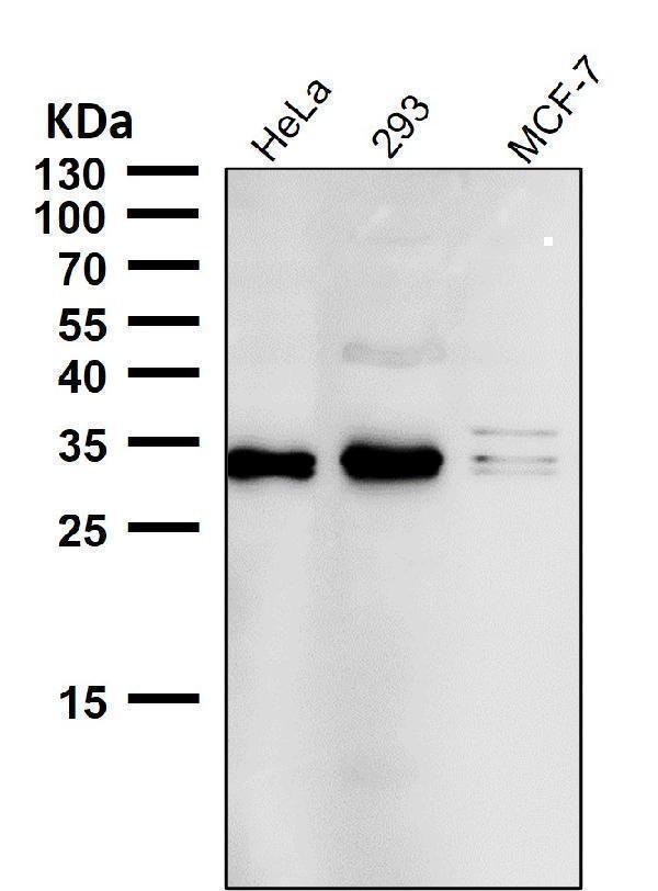 All lanes use the Antibody at 1:500 dilution for 1 hour at room temperature