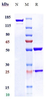 Anti-F3/Factor III/Tissue Factor/CD142 Reference Antibody (tisotumab) on SDS-PAGE under reducing (R) condition