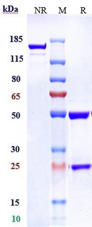 Anti-F3/Factor III/Tissue Factor/CD142 Reference Antibody (tisotumab vedotin) on SDS-PAGE under reducing (R) condition
