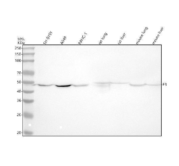 m00342 f3 primary antibodies wb testing 1