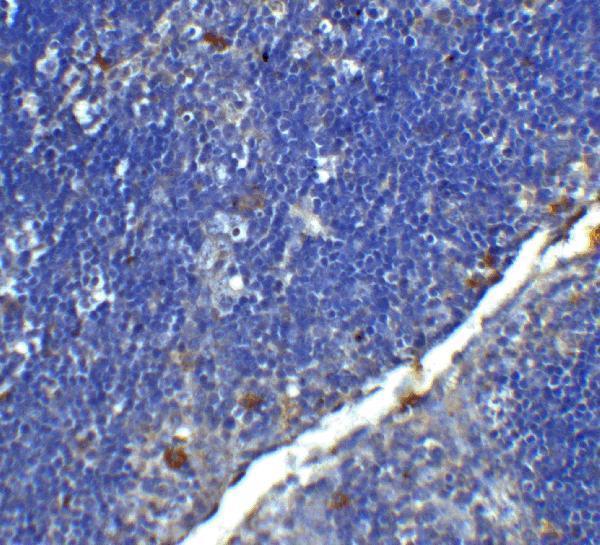 m00344 2 cd4 primary antibodies ihc testing 8