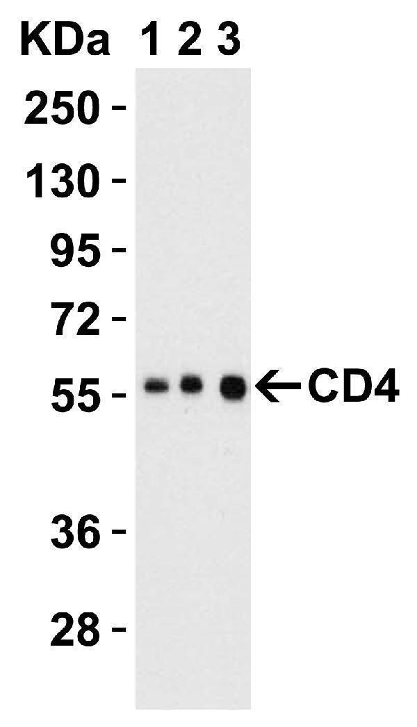 Western Blot Validation in Human Thymus Tissue Lysate
Loading: 15 μg of lysates per lane
