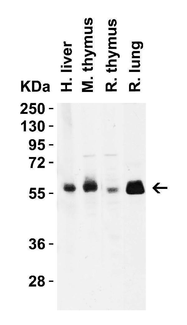 m00344 2 cd4 primary antibodies wb testing 4