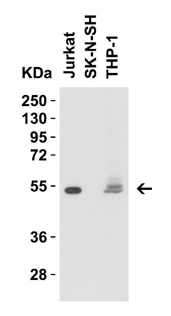 m00344 2 cd4 primary antibodies wb testing 5