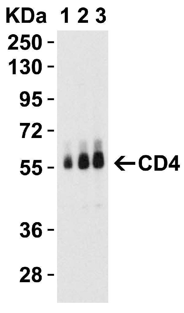 m00344 2 cd4 primary antibodies wb testing 6