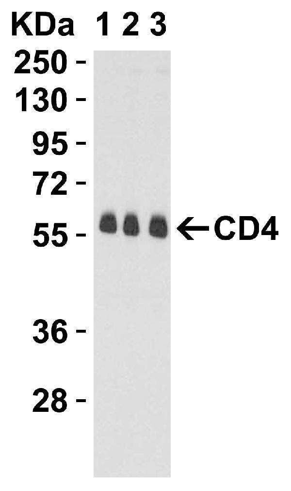 m00344 2 cd4 primary antibodies wb testing 7