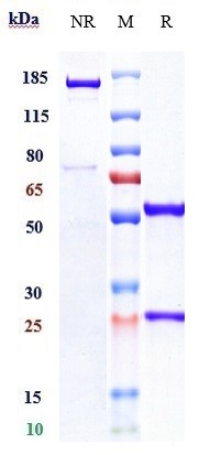 Anti-CD4 Reference Antibody (ibalizumab) on SDS-PAGE under reducing (R) condition
