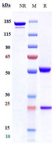 Anti-CD4 Reference Antibody (TRX1) on SDS-PAGE under reducing (R) condition