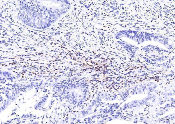 m00344 cd4 primary antibodies ihc testing 8