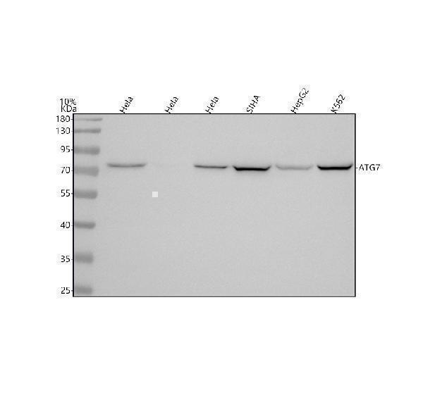 m00346 1 atg7 primary antibodies wb testing 1