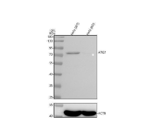 m00346 1 atg7 primary antibodies wb testing 2