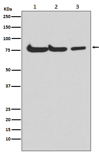 m00346 1 wb