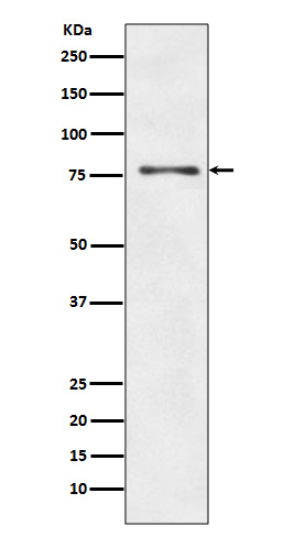 m00346 wb
