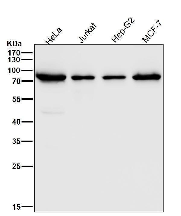 m00346 wb8
