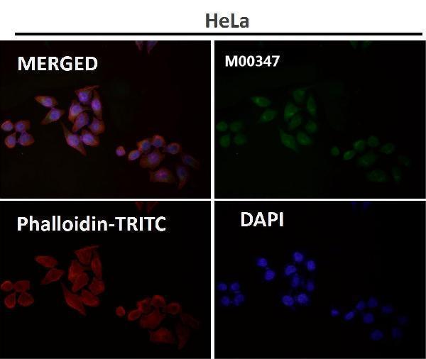 Immunofluorescent analysis using the Antibody at 1:150 dilution