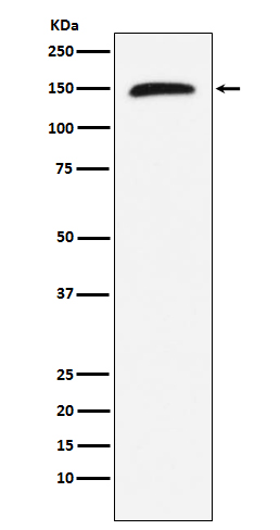 Western blot analysis of Rad50 expression in Jurkat cell lysate;