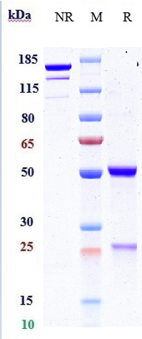 Anti-PDGFB Reference Antibody (MOR-8457) on SDS-PAGE under reducing (R) condition