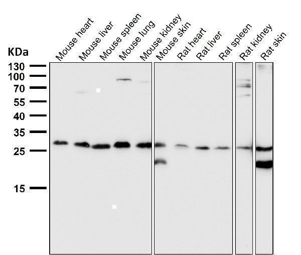 All lanes use the Antibody at 1:3K dilution for 1 hour at room temperature