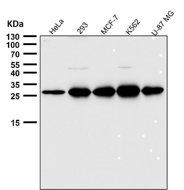 All lanes use the Antibody at 1:3K dilution for 1 hour at room temperature