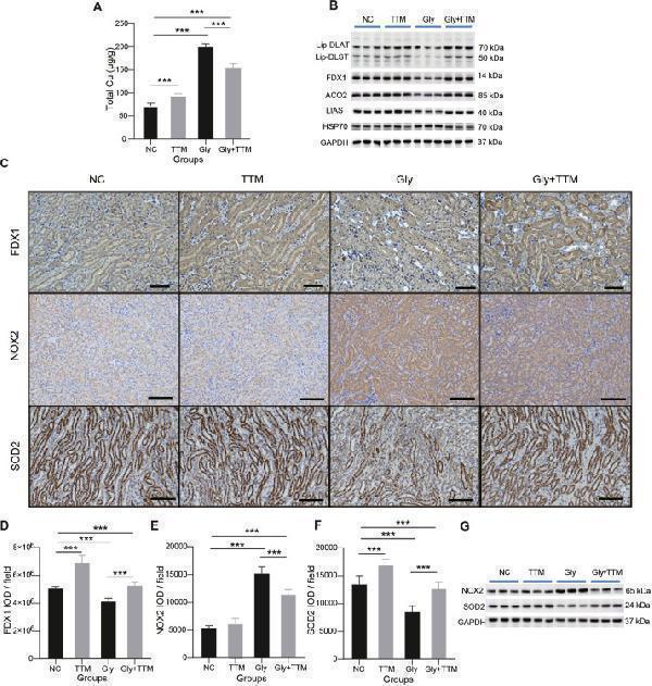 TTM treatment reduces kidney copper content, cuproptosis-related proteins, and ROS in a CaOx deposition mouse model
