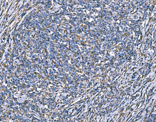 m00349 3 sod2 primary antibodies ihc testing 4