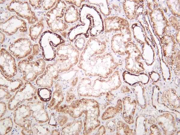 Human kidney was stained with anti-SOD2 rabbit antibody