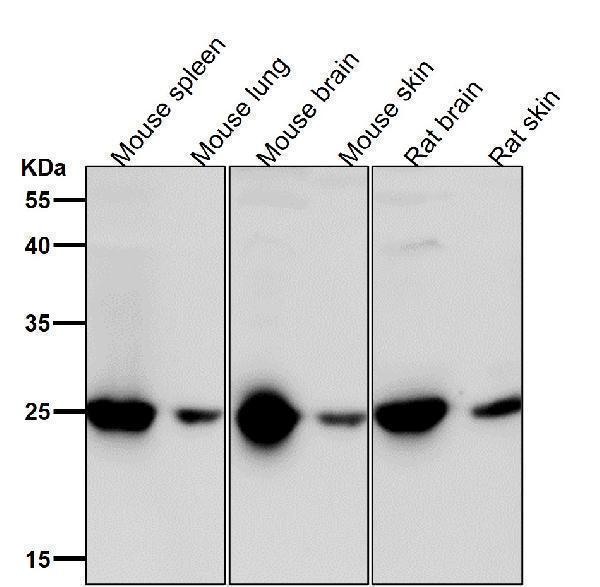 All lanes use the Antibody at 1:1W dilution for 1 hour at room temperature