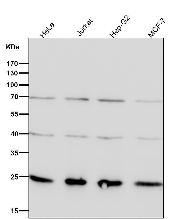 All lanes use the Antibody at 1:1W dilution for 1 hour at room temperature