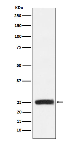Western blot analysis of GRB2 expression in HEK293 cell lysate