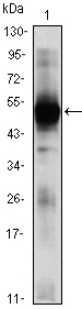 m00352 rag2 primary antibodies wb testing 1