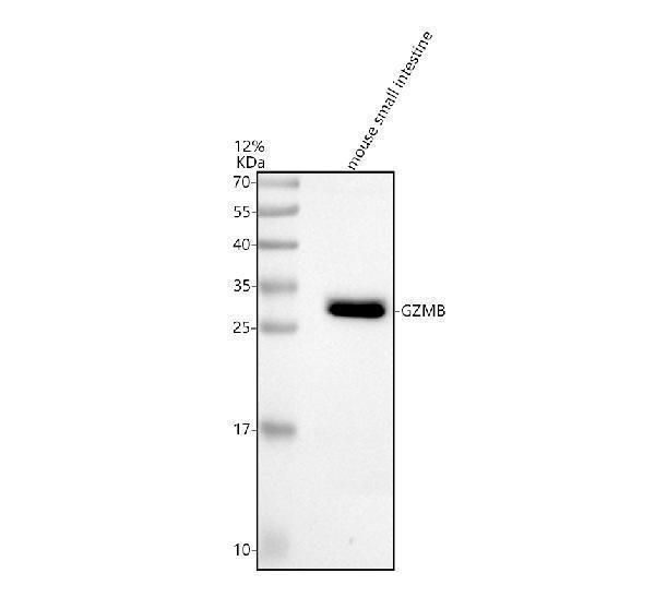 Western blot analysis of Granzyme B/GZMB using anti-Granzyme B/GZMB antibody (M00353-4)