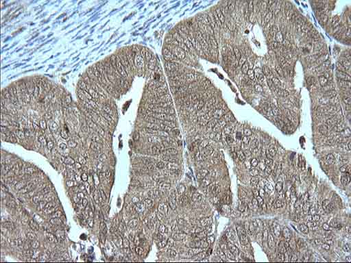 m00353 anti granzyme b gzmb mouse monoclonal antibody clone id oti4e4 ihc testing 3