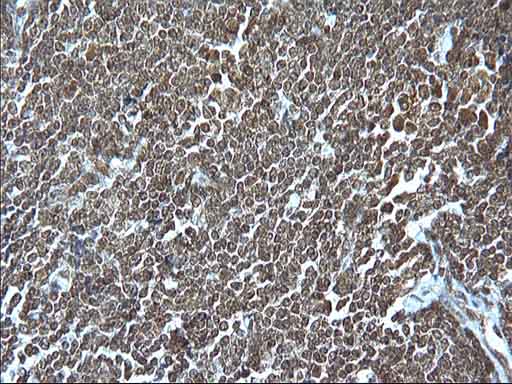 m00353 anti granzyme b gzmb mouse monoclonal antibody clone id oti4e4 ihc testing 4